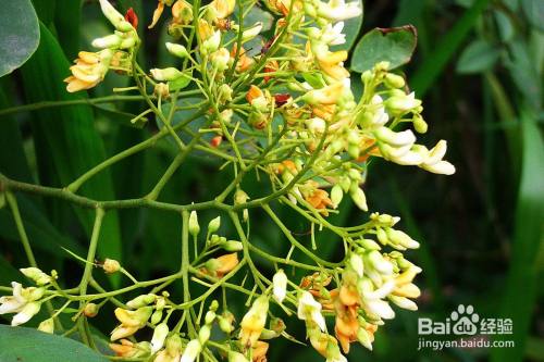 噻苯隆膨果的使用方法 百度经验