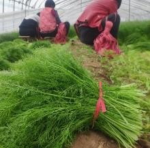 香料调料大全名称图解