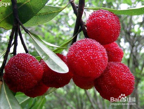 杨梅没有盐水怎么处理