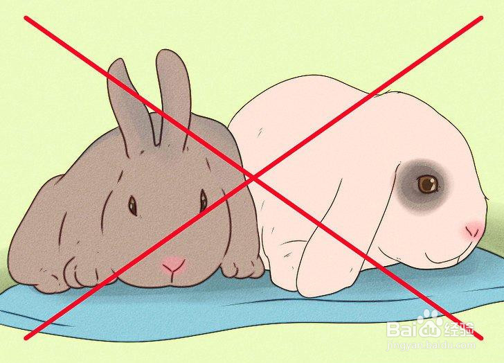 如何管理你的养兔场