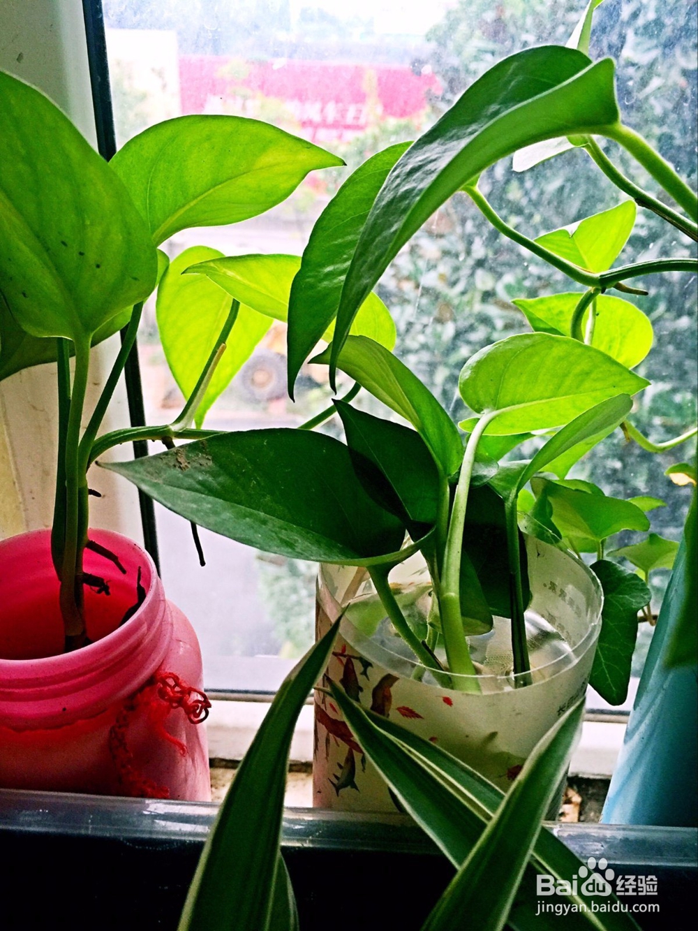 在家种植绿萝的繁殖方法之剪枝繁殖法