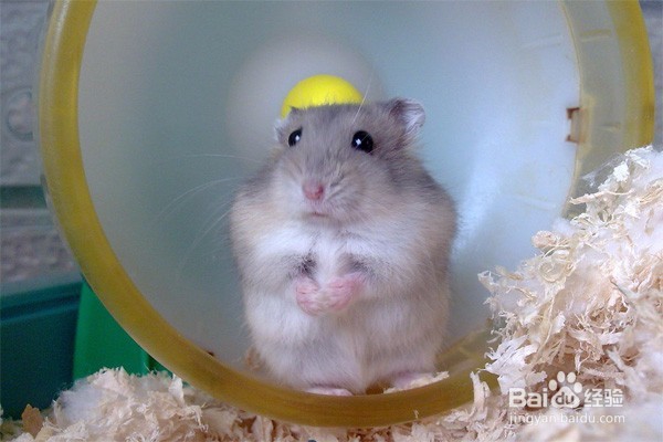 怎么放生 放生有哪些注意事项