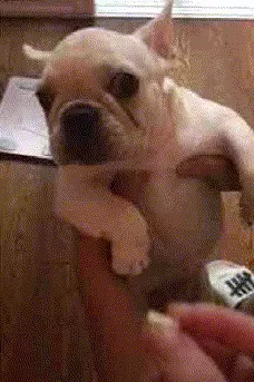 狗狗呕吐黄水泡沫粘液怎么办