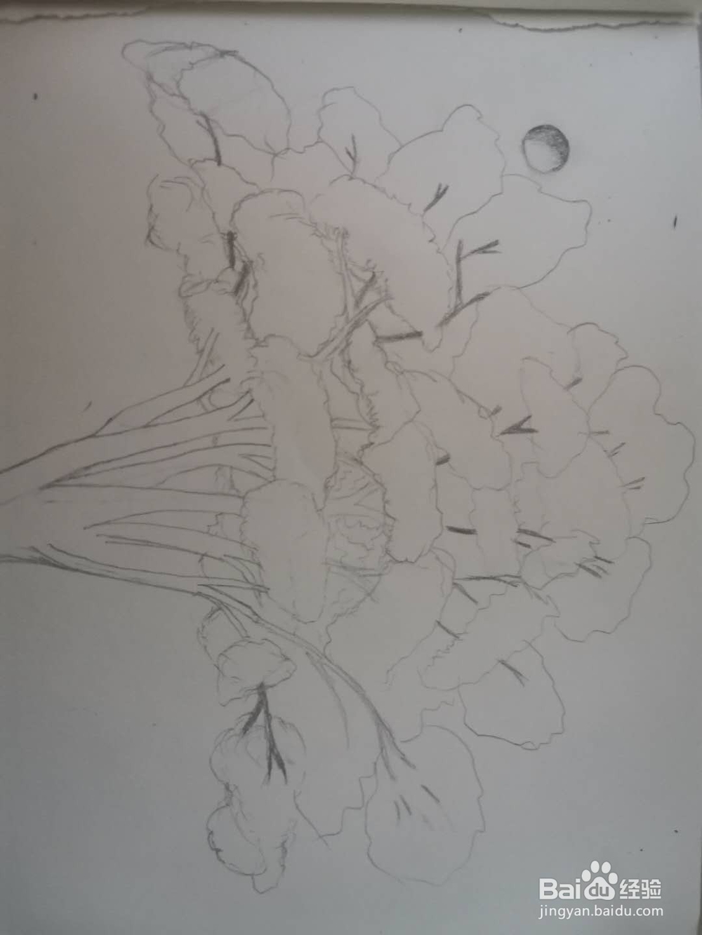 怎样画好一棵树