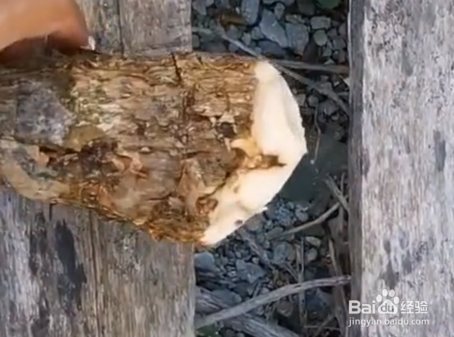 发财树树干萎缩怎么办