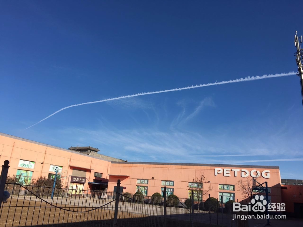 宠物美容师的未来发展怎么样