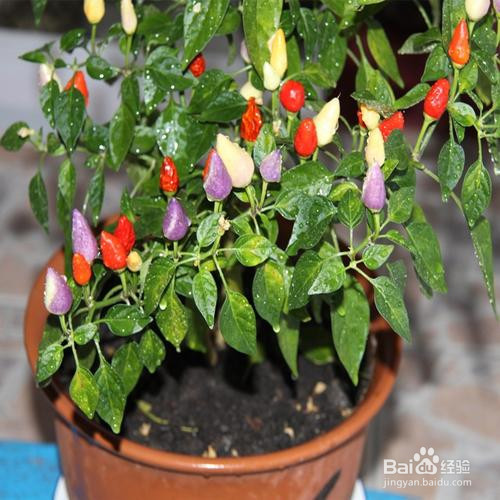 五彩辣椒怎么种植