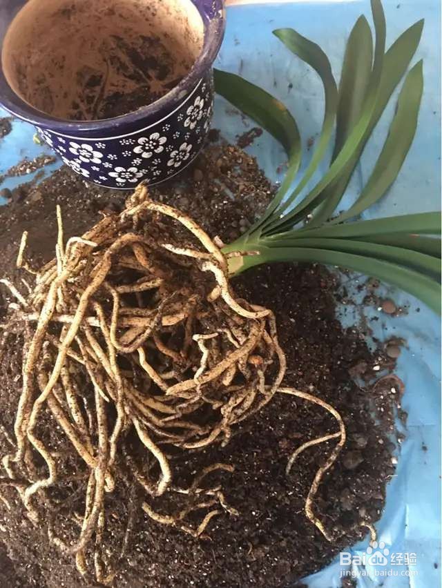 养花先养根,根系壮了,花才长得更好