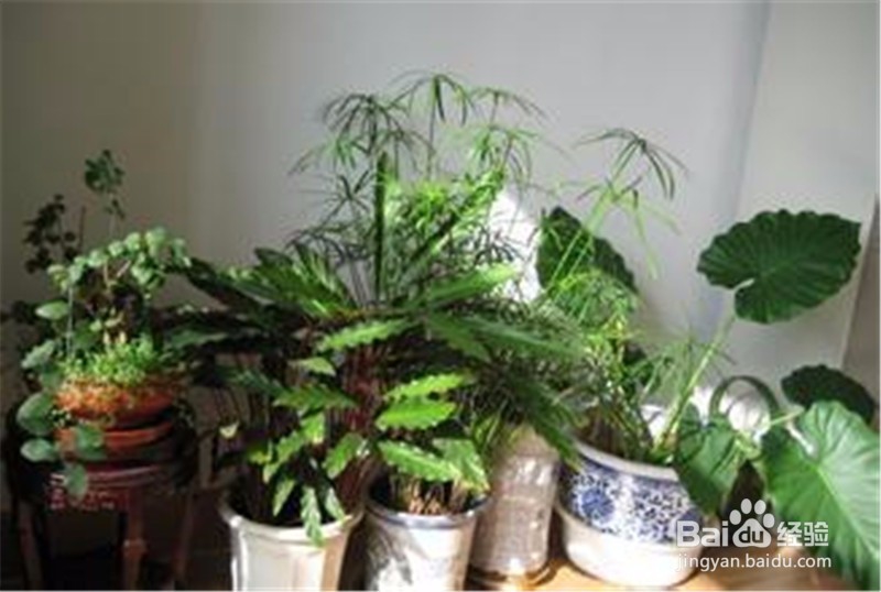 这些家中养殖的花是喜阳光的