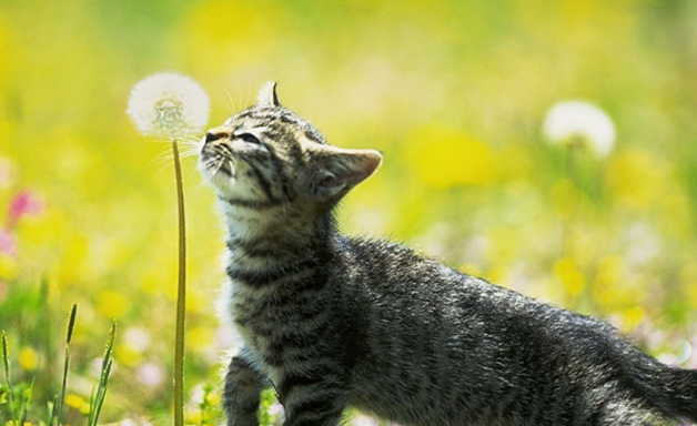猫会开门怎么办