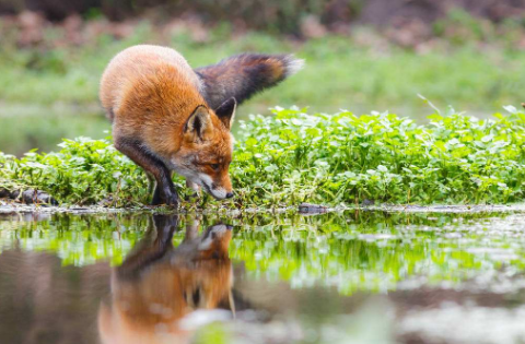 用狐狸江河白云微风四个词写一段话