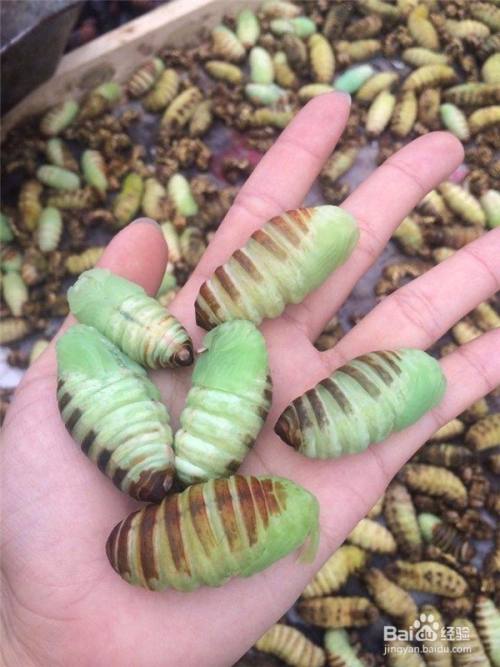 蚕蛹神仙有什么营养价值 百度经验