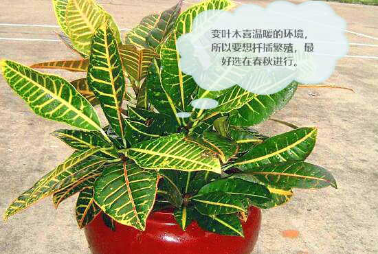 变叶木怎么养,变叶木的养殖方法和注意事项