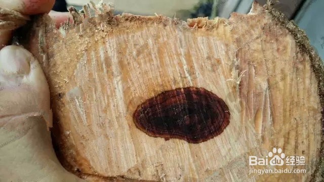 您知道如何买海南黄花梨原材料吗?