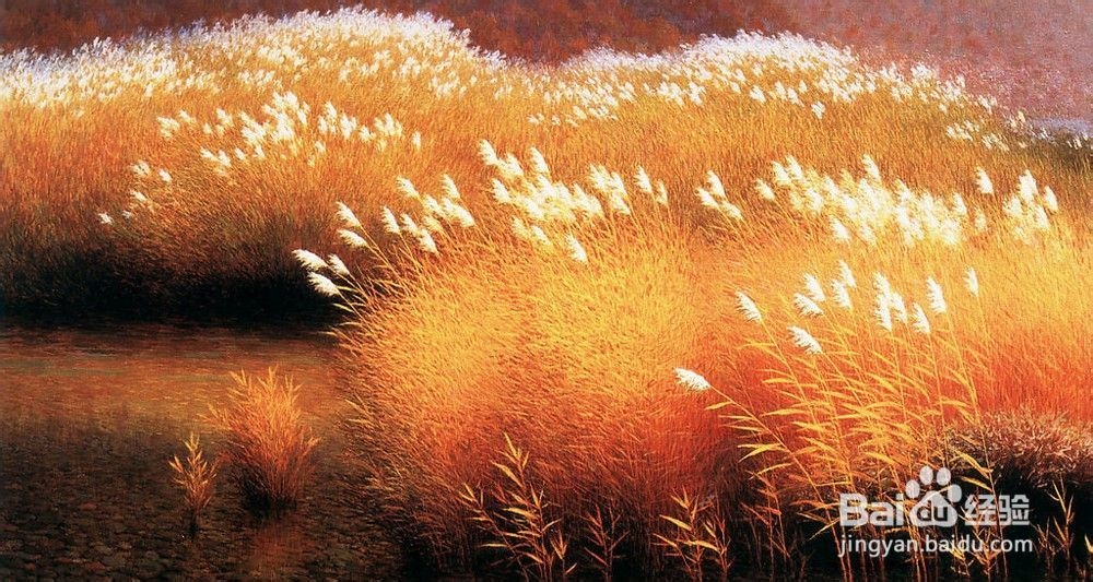 芦苇种植的技术