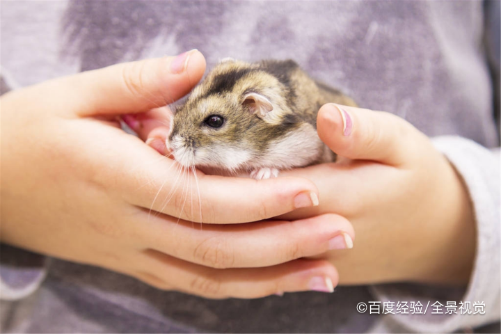 仓鼠被同类咬伤怎么办