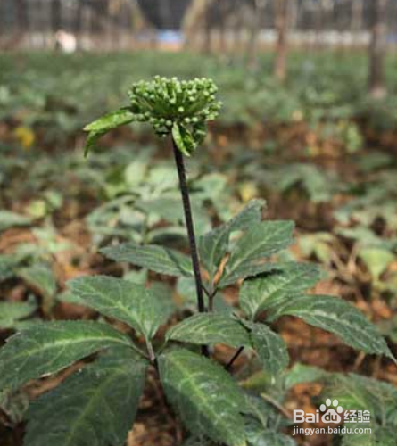 云南白药花怎么养