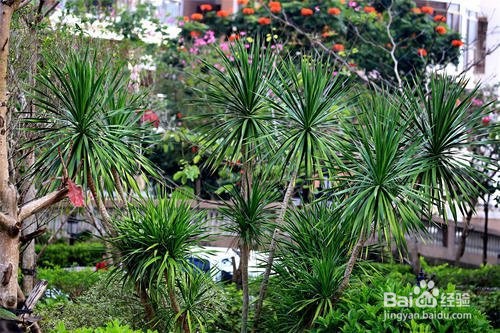 海南龙血树养护方法