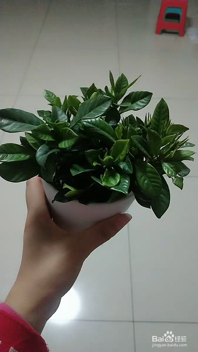 栀子花该如何养殖