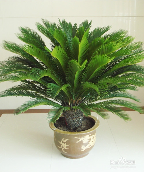 适合办公室的小植物