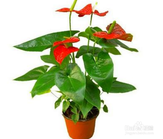 鹅掌花怎么养