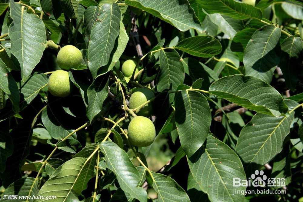 核桃种子育苗方法