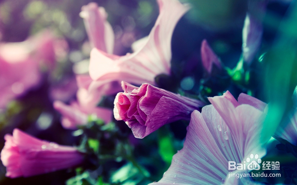 读皮亚杰关于德育培养感悟