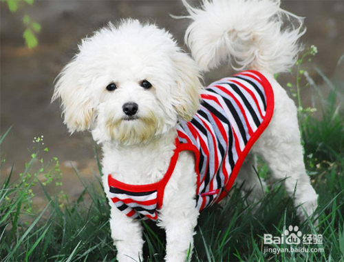 比较适合女孩子养的宠物有哪些?