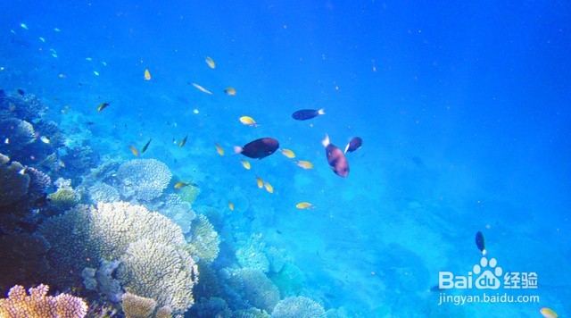 初行度假帕劳潜水体验路线