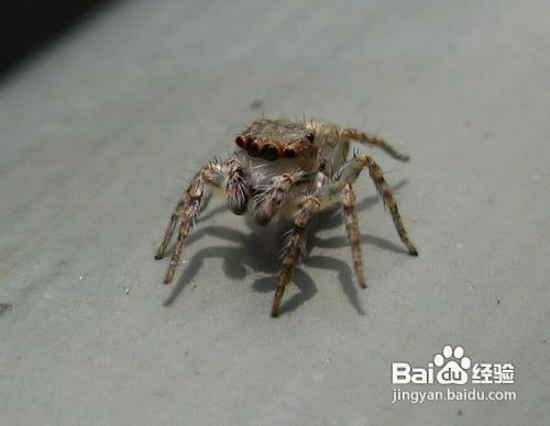 家中常见昆虫的鉴别方法