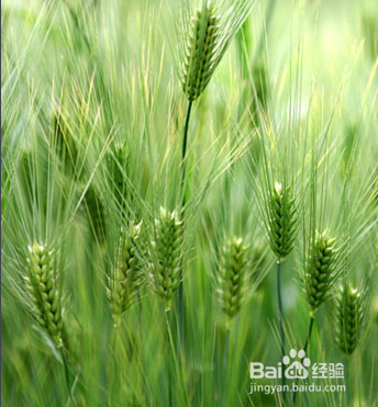 一周岁宝宝怎样吃才健康