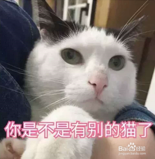 一到假期我的猫该怎么办呢