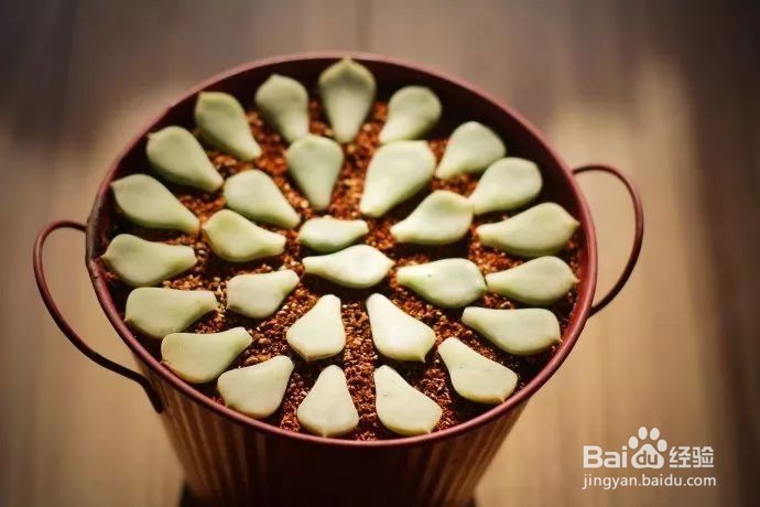 这样叶插多肉叶片轻松变成小森林！