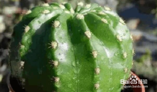 仙人掌品种大全图解