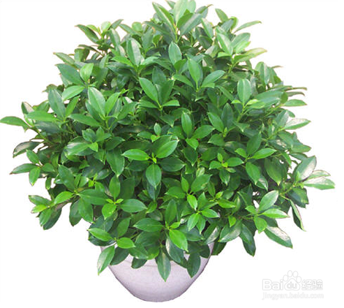 如何正确摆放盆栽