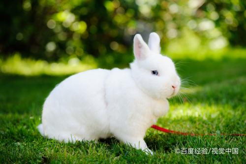 兔子怎么看年龄