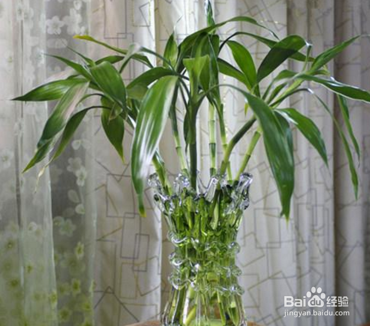 过年在家摆放什么鲜花好？