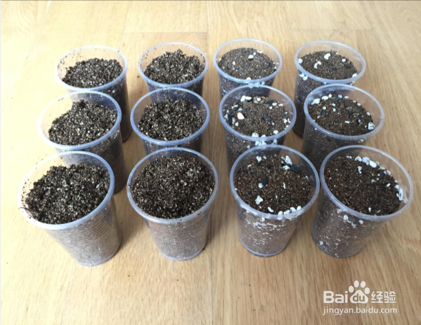 蝴蝶兰剪下来的茎怎么扦插