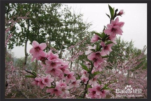 用光影魔术手如何将图片变淡