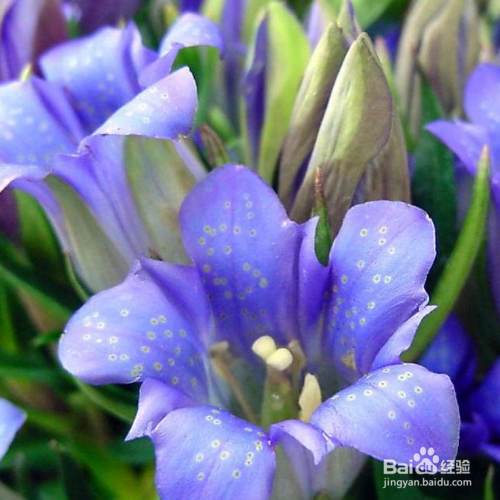 龙胆草种植时需要注意什么