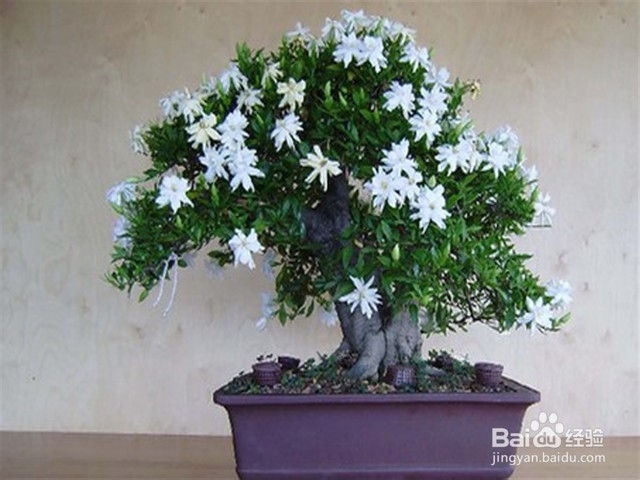 如何照料室内的栀子花？