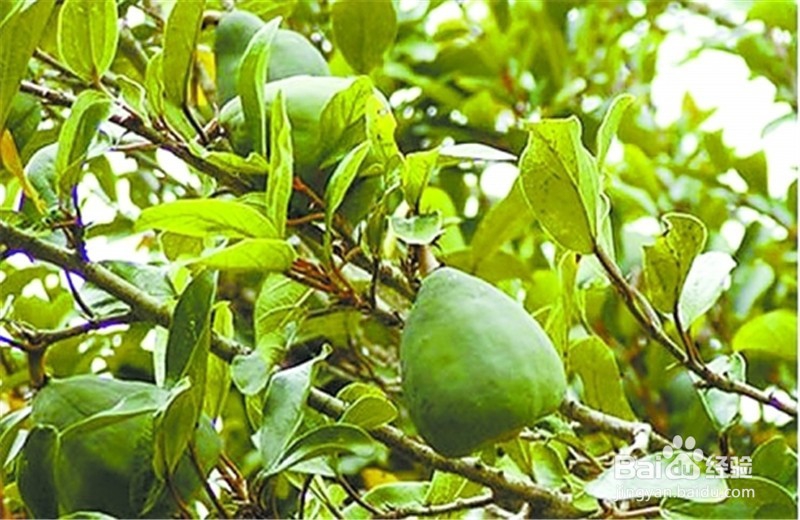 薜荔果怎么食用