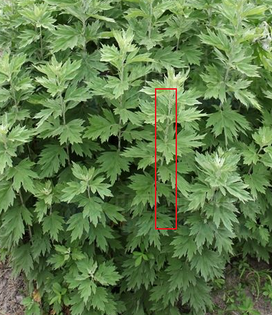 新鲜艾草如何识别