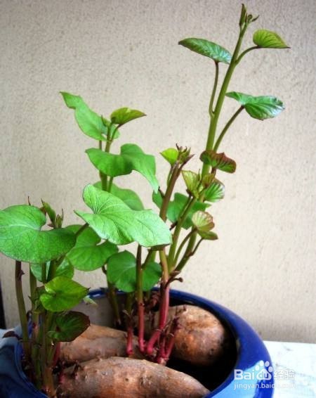 哪些食物发了芽不能吃？