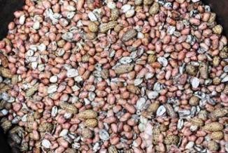 哪些食物发了芽不能吃？