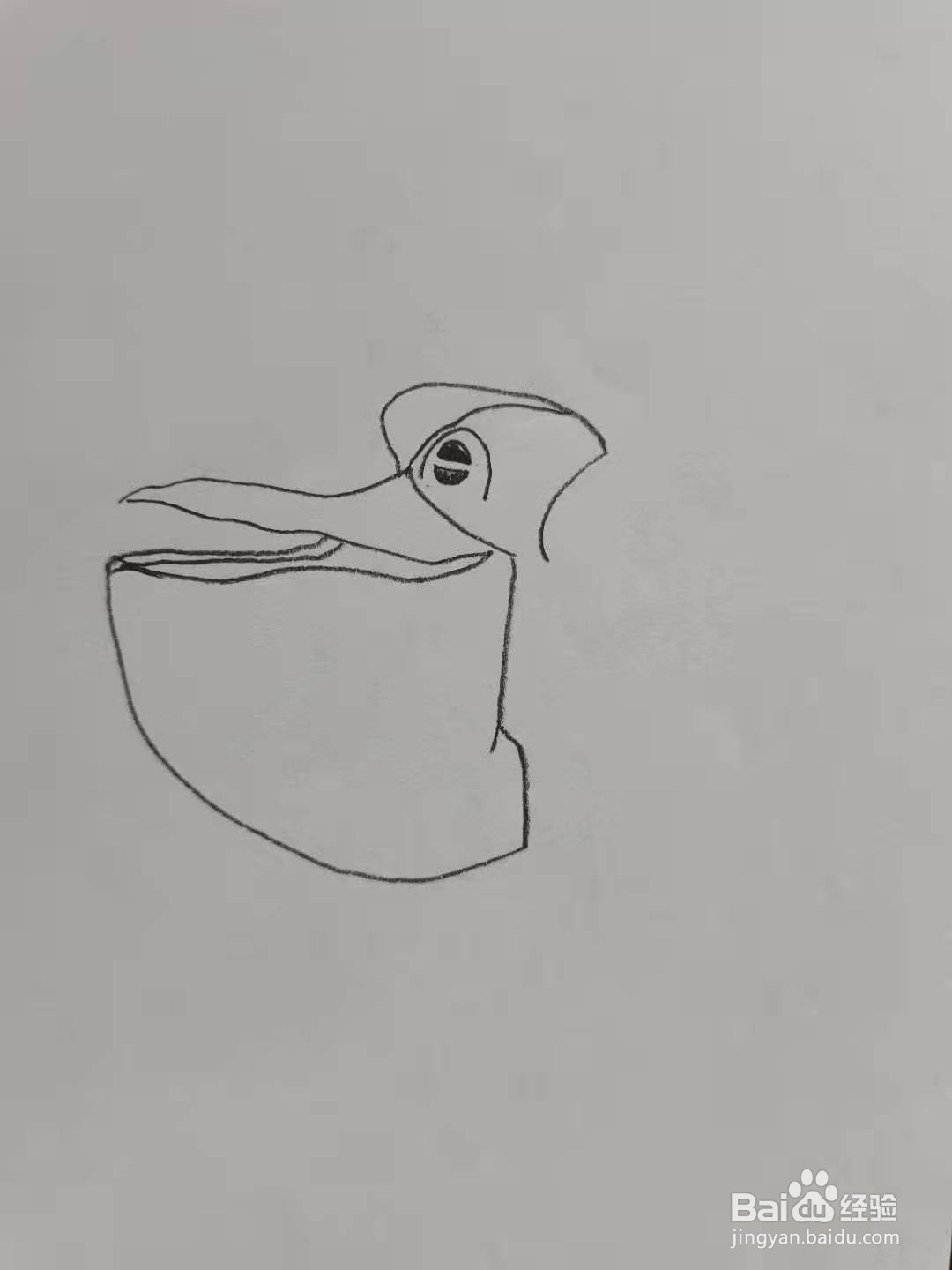 大嘴鸥怎么画