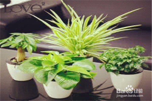 寝室放那些植物可以净化空气