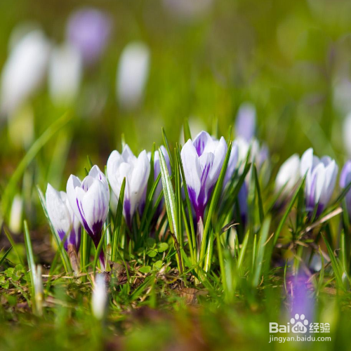 紫番红花该怎么养殖？