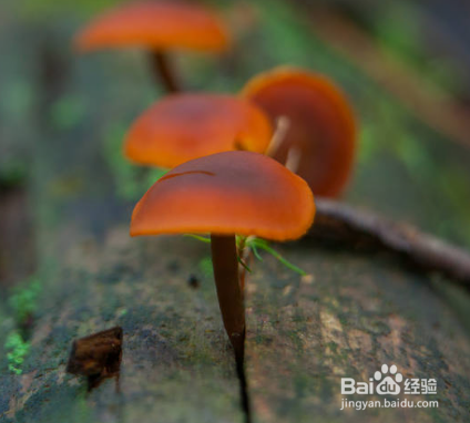 香菇不能跟哪些食物一起食用