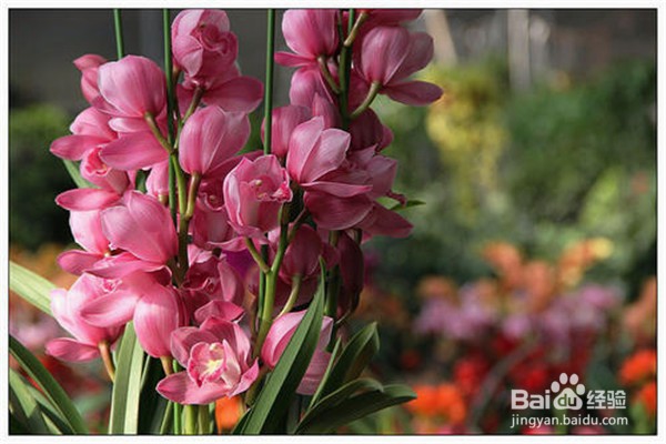 大花蕙兰的养殖方法和注意事项有什么?